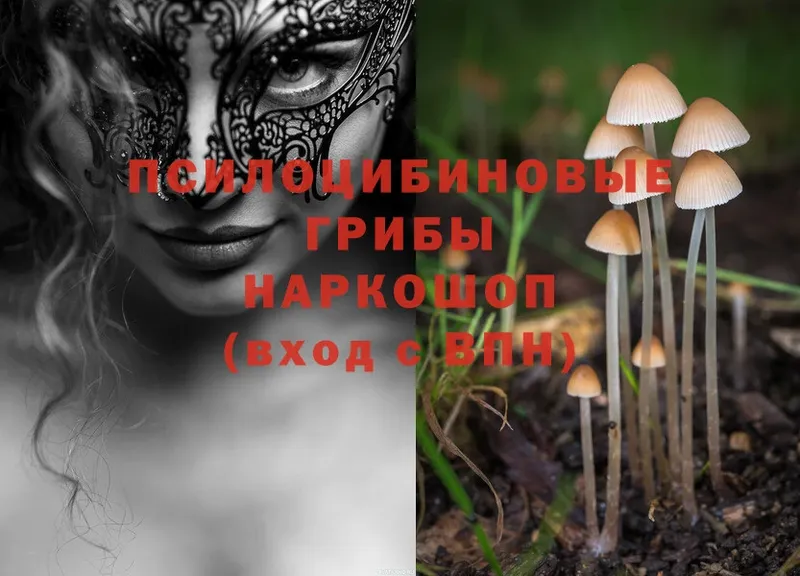 цена наркотик  Верея  Галлюциногенные грибы Cubensis 